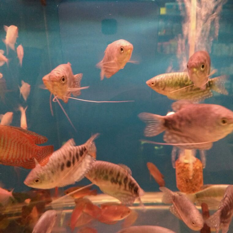 一级网购达人0524