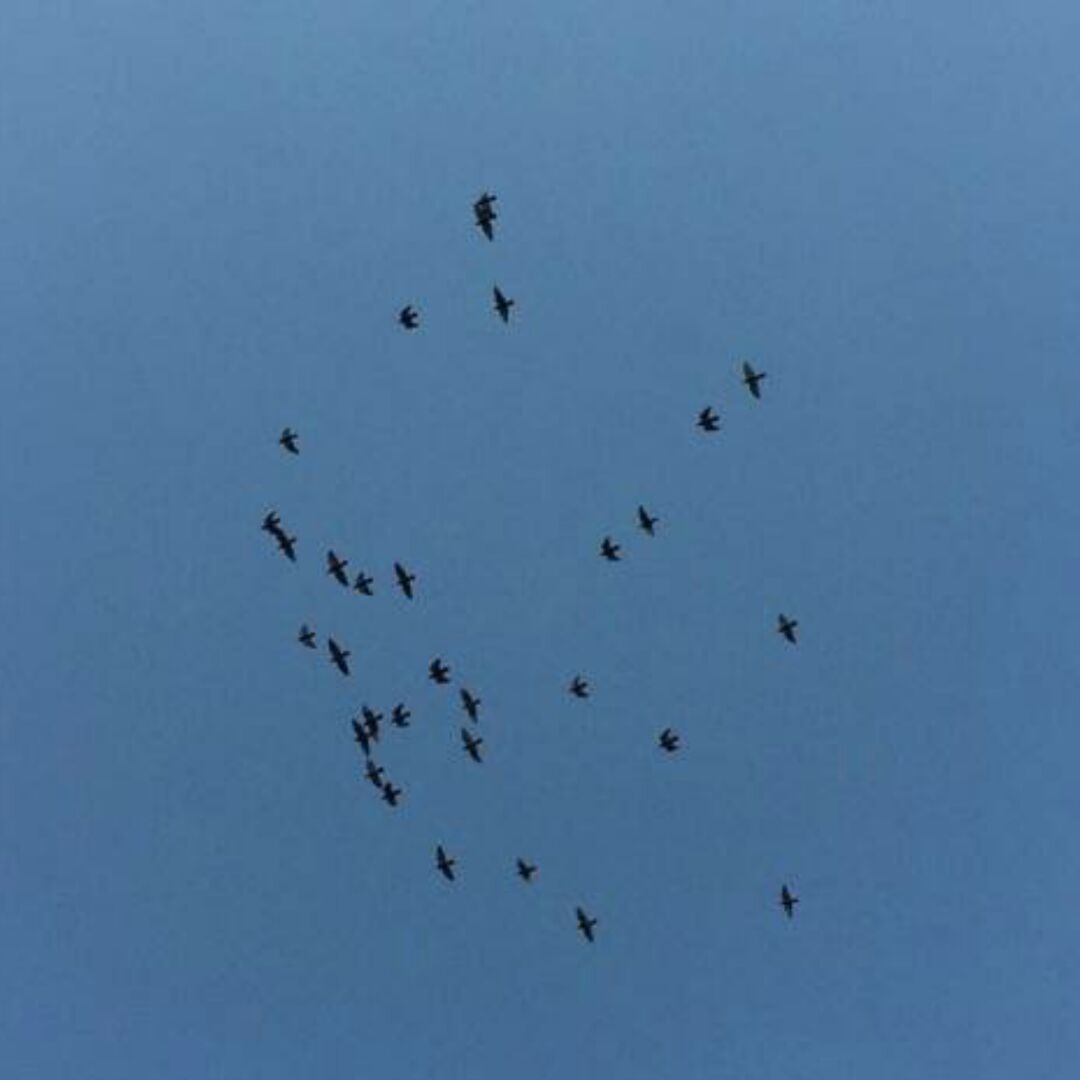 旮旯里的傲娇妞