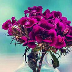 爱健身没行动的女人