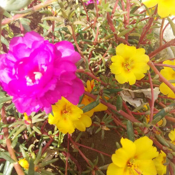 爱吃三鲜蛋羹的足球