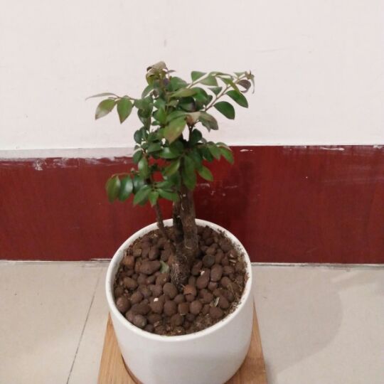 紫罗兰色的乌柏