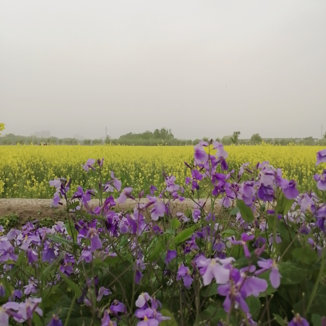 吃面包的小鲤鱼