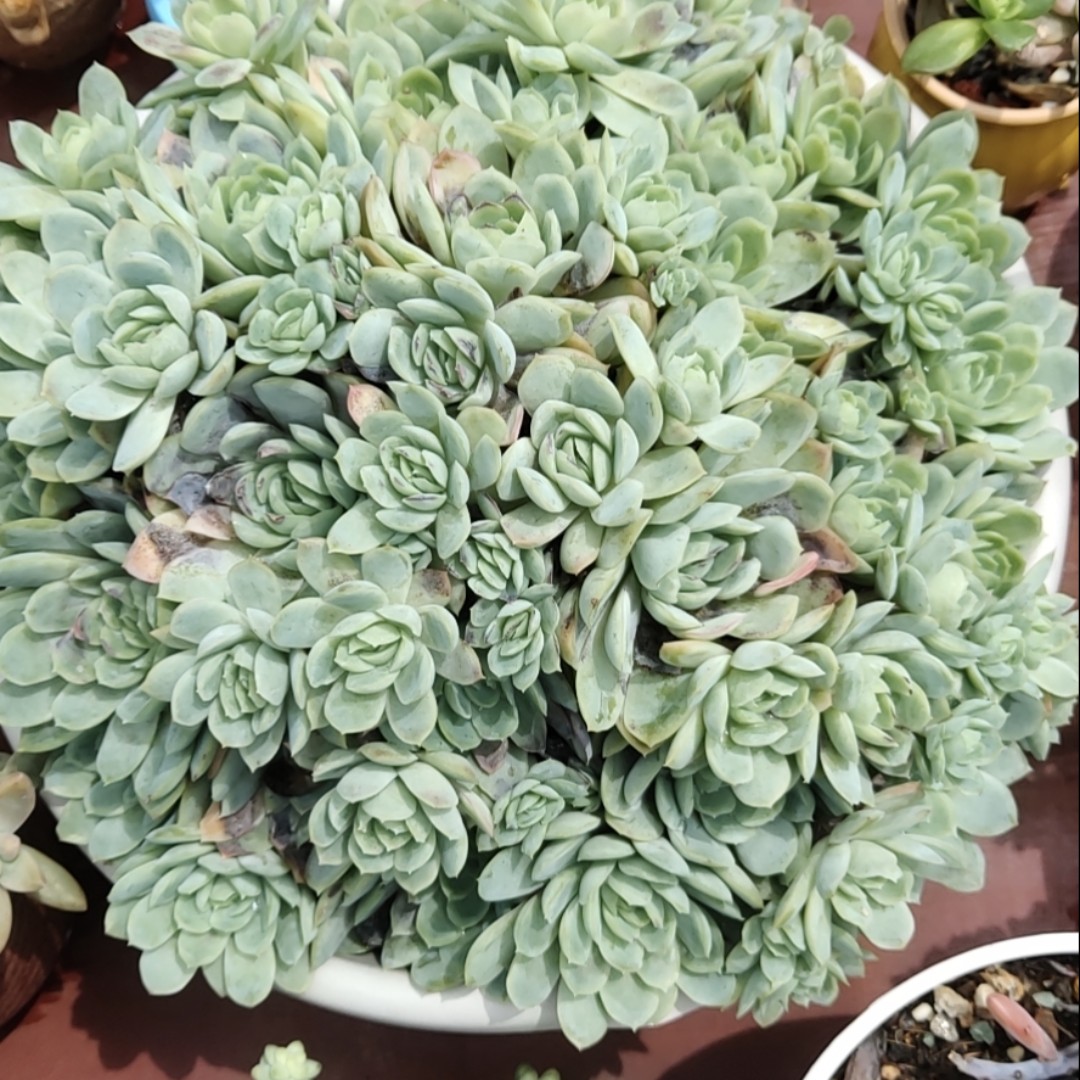 时光甜品高端定制