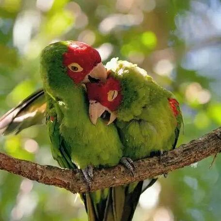 铁红的藏南繁缕fr