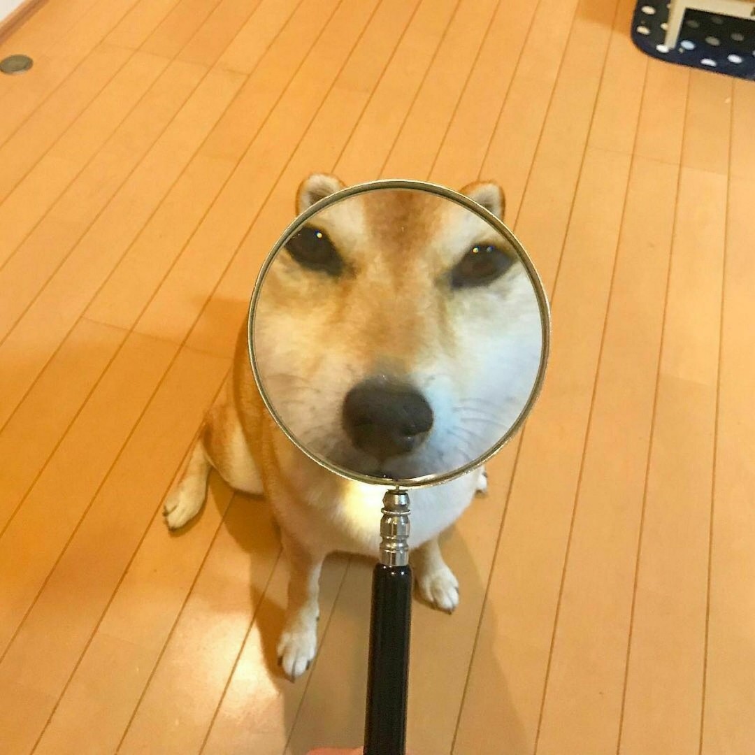 Sakura秒速五厘米。