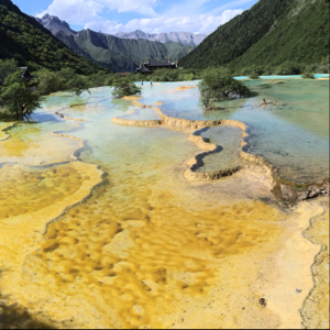 随性自由的风仙