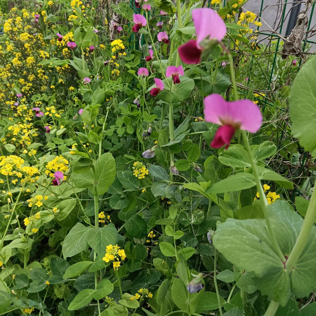 爱茹儿呀德要努力