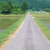 嫩绿色的观辣树