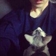 一只羊、两只羊！