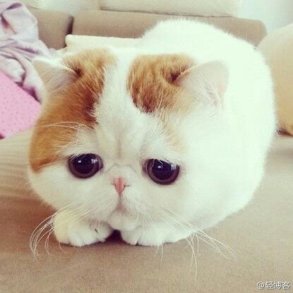 土黄色的三七景天