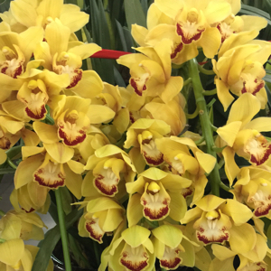 一颗开花的树969