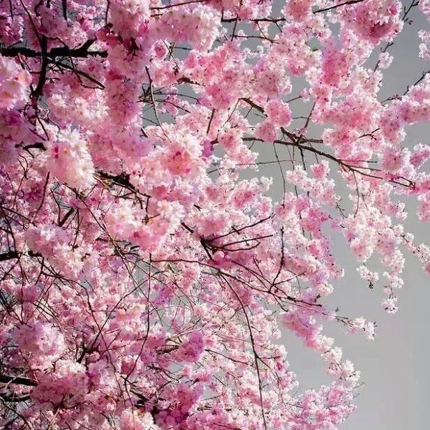 青青子衿悠悠我心at