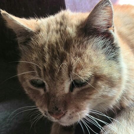 天蓝的中东海枣