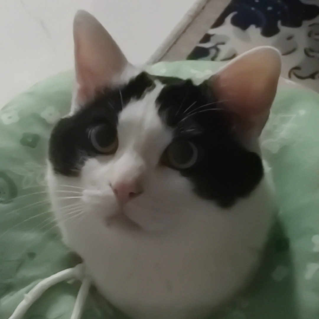 西伯利亚的理发师陶德