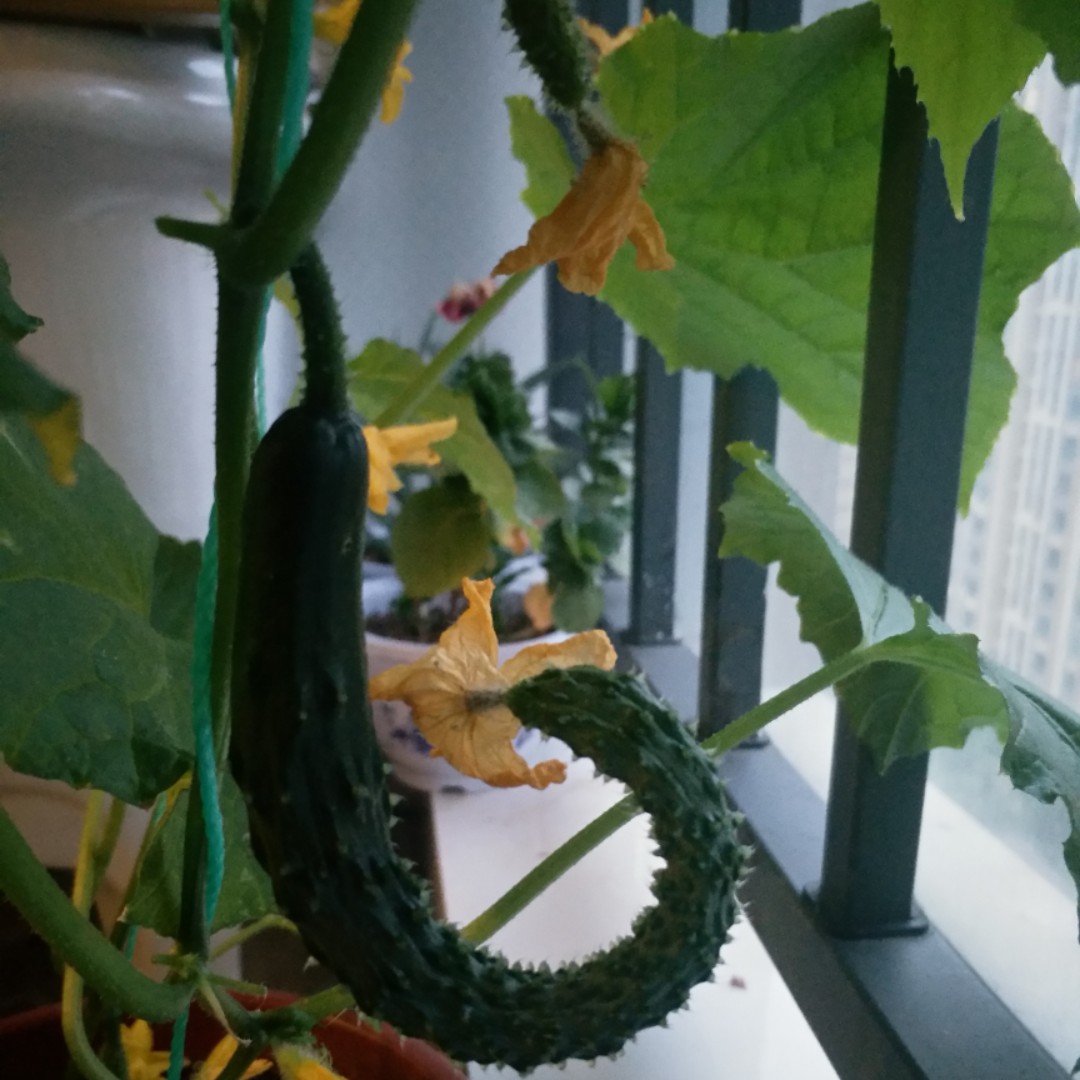 爱吃锅盖面的豆腐