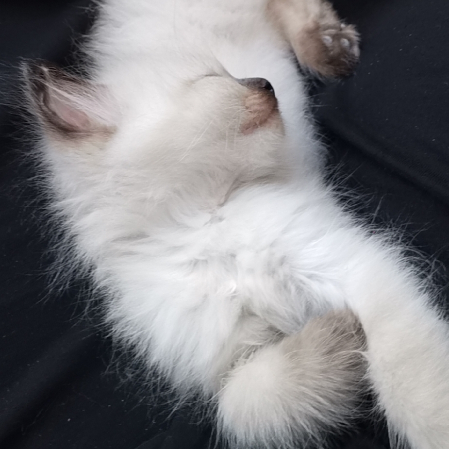 爱吃培根豇豆的奶茶