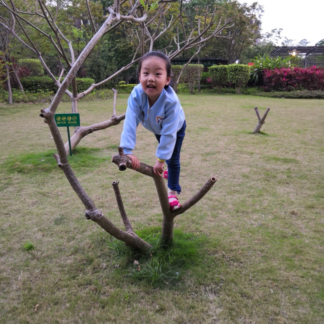 红色的中东海枣gy