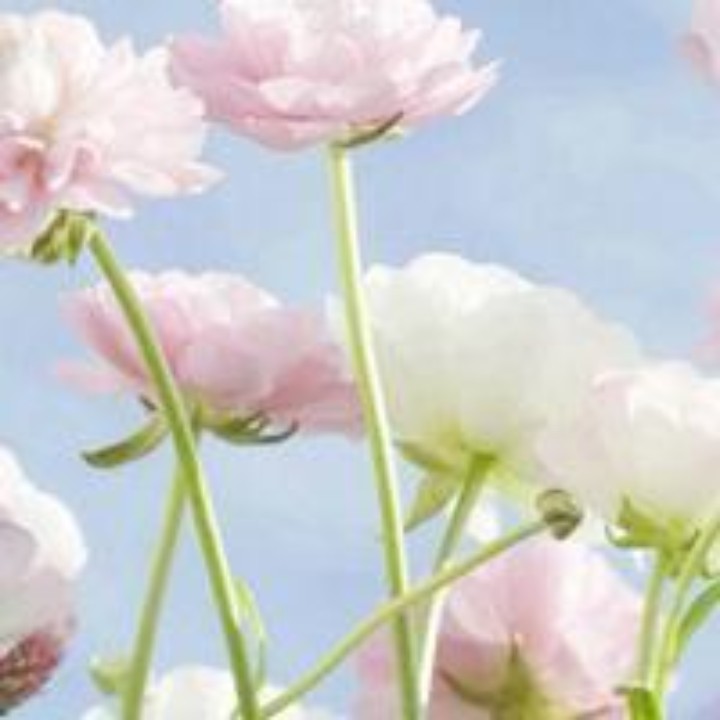 柠檬树上的酸酸