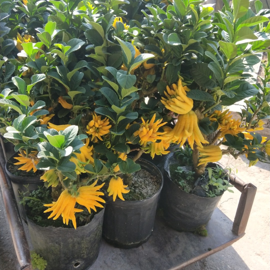 爱吃蛋炒意面的小铁塔