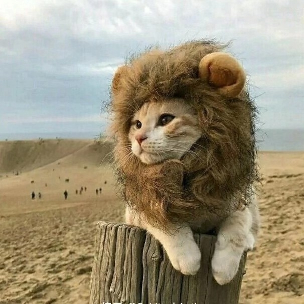 透明的三刺皂角b8