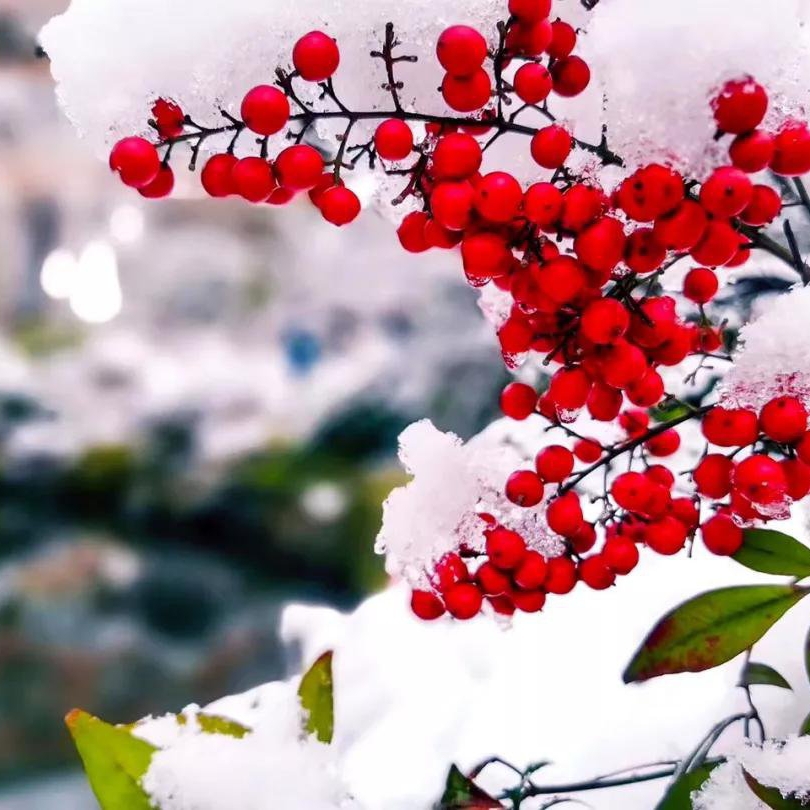 爱吃银耳梨羹的水星