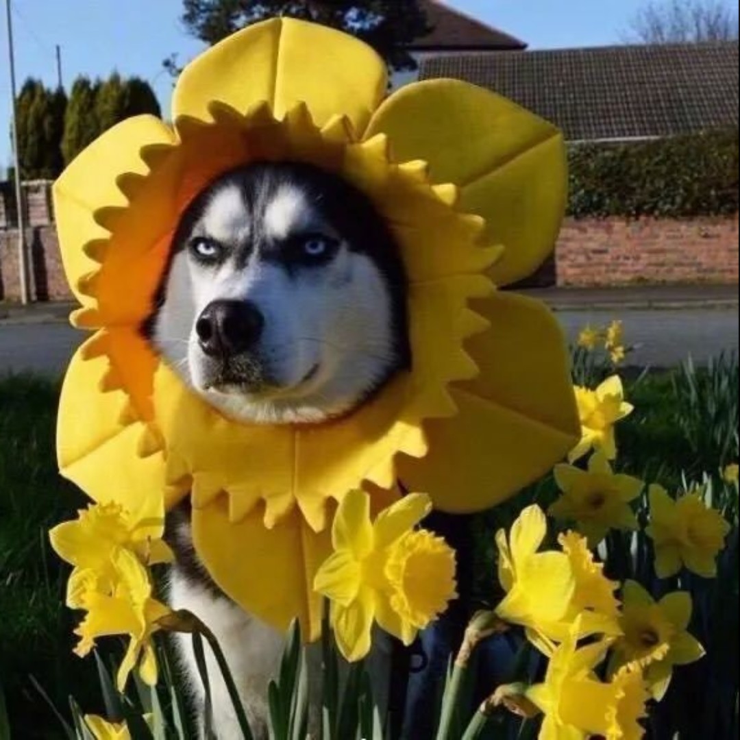 爱吃赤豆酒酿的泽西