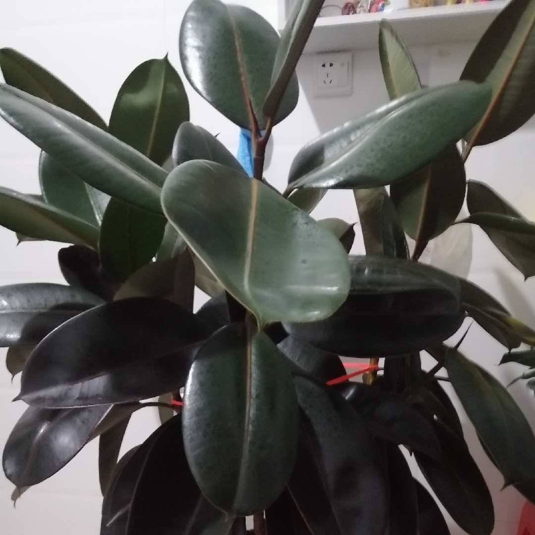 紫罗兰色的丰悦