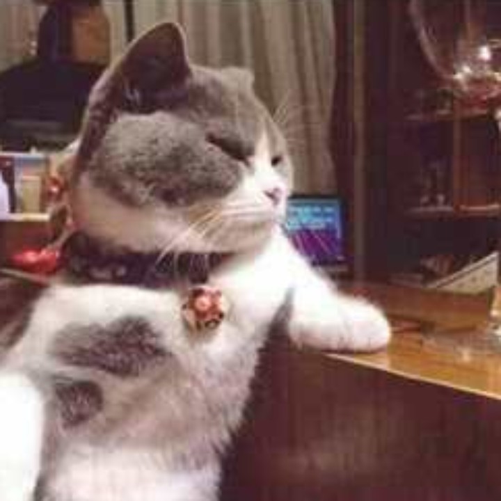 淡绿的贝红波尔