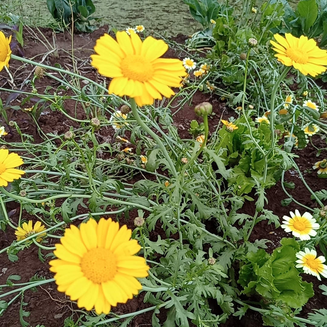 粉红色的黑心:-x