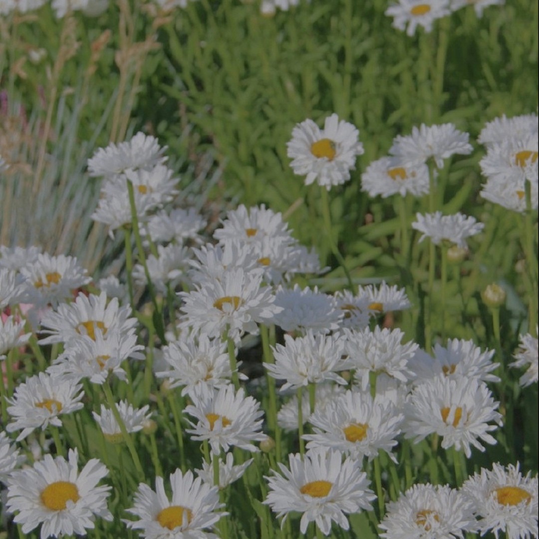 爱吃红薯麻球的me