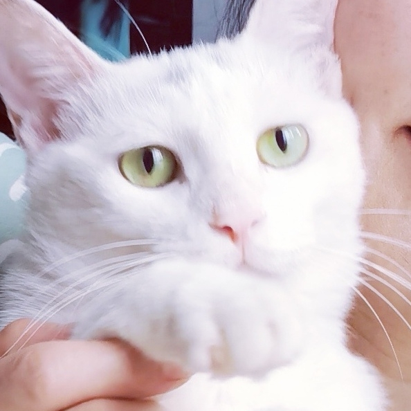 大白大白爱吃鱼