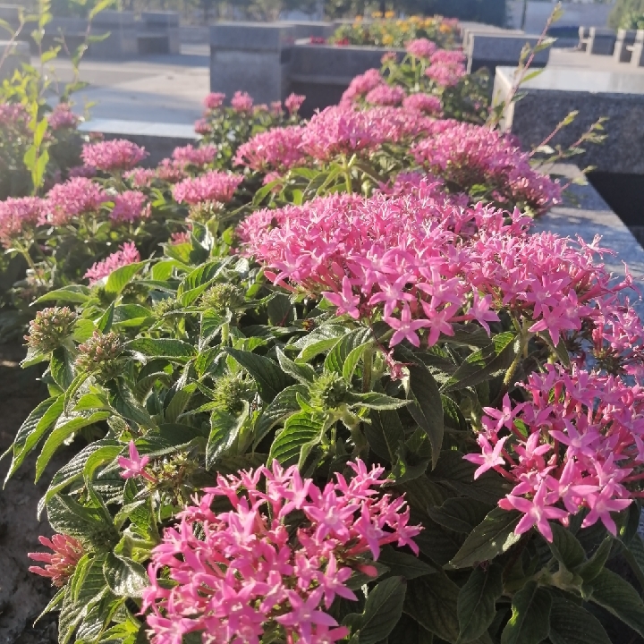 爱吃豆沙窝饼的阿泽