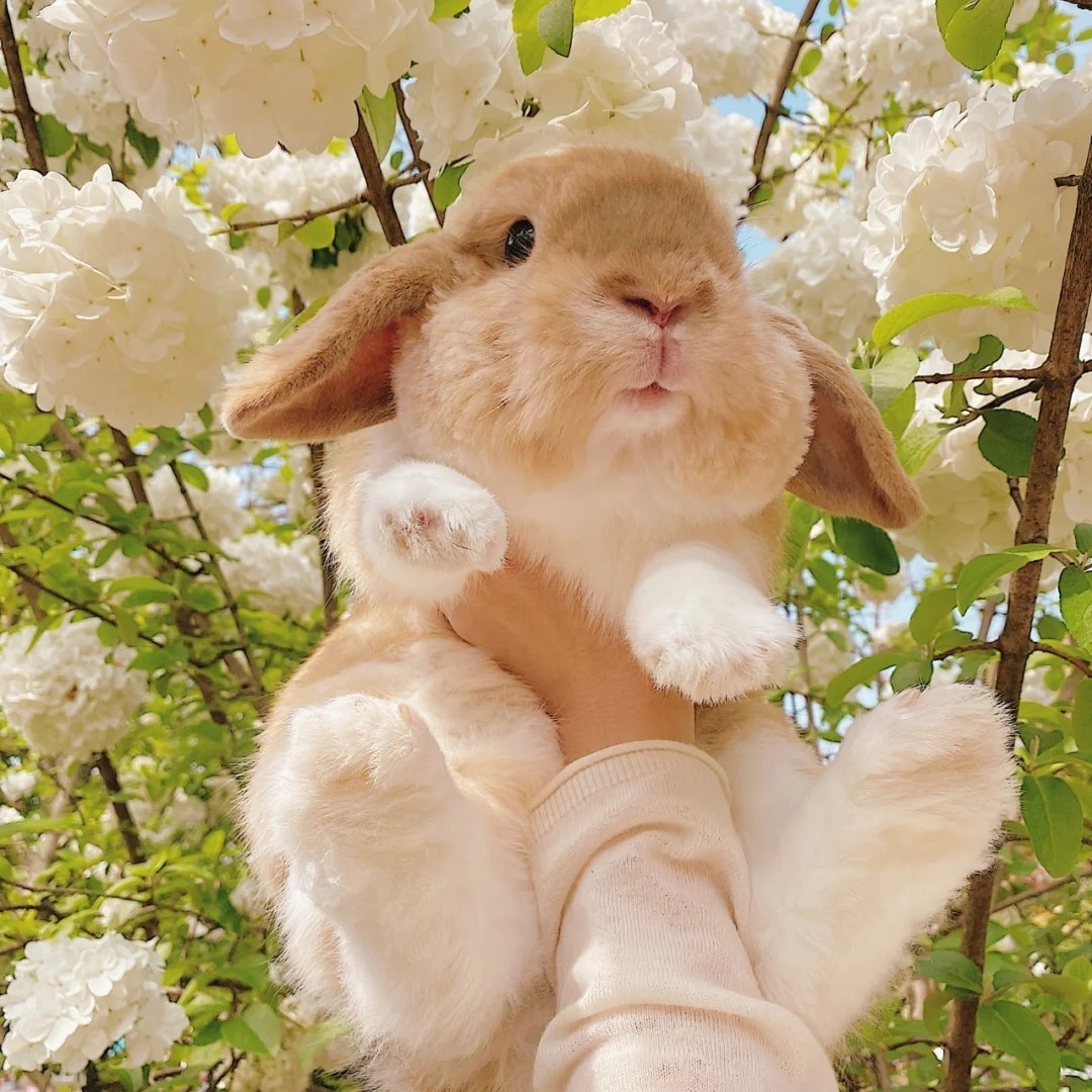 粉扑扑的陷脉石楠