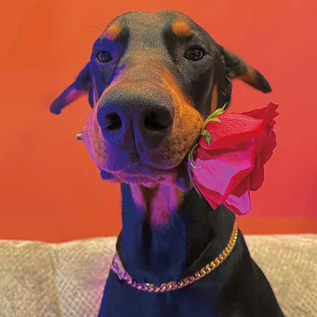 琥珀色的中吉恩吾拉超灵活