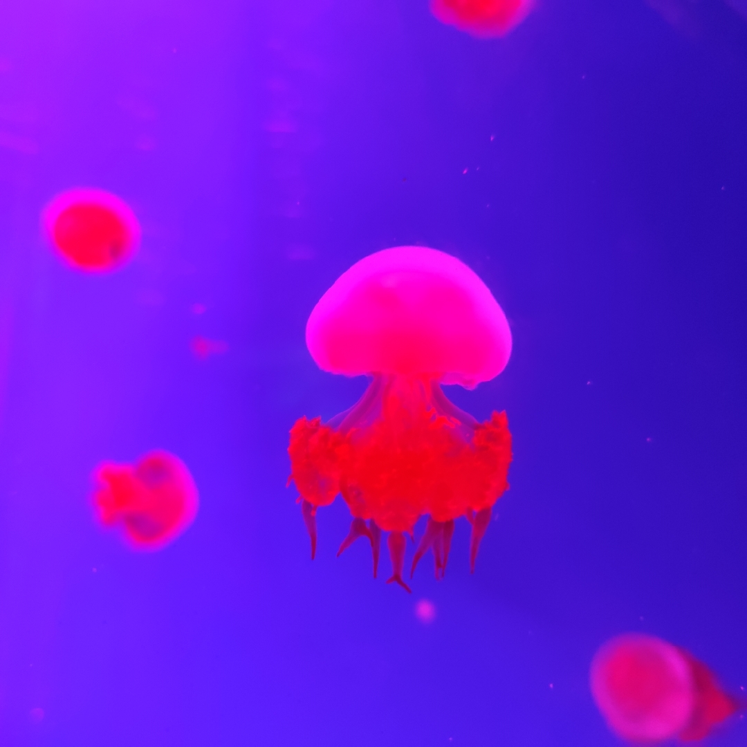 单纯的吃货颜值高