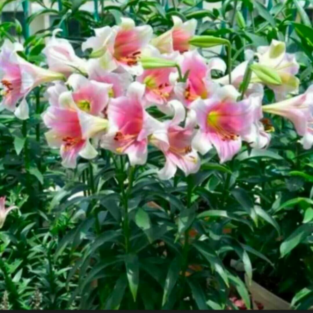 爱吃的凉拌木耳的白白