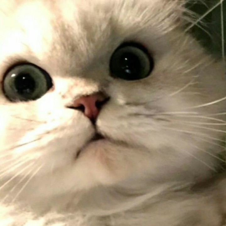 我与先帝吃过鸡