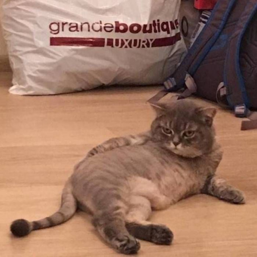 懒懒不想剁手丶