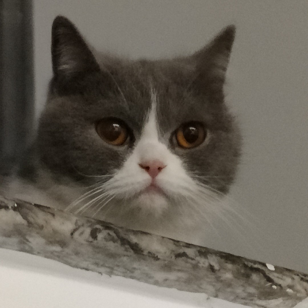 爱吃樱桃的晨晨