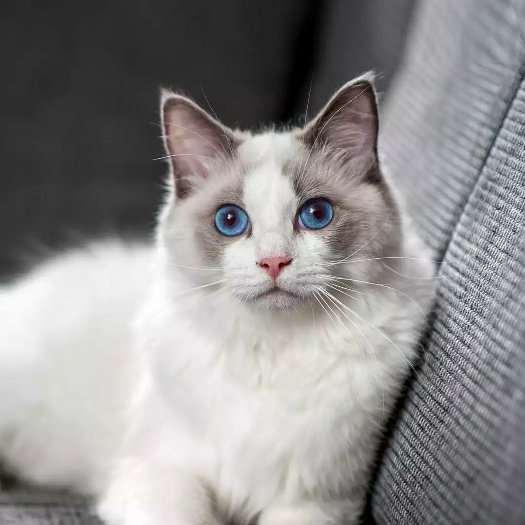 爱吃啤酒黄瓜的草莓