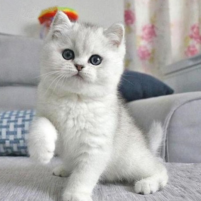 爱吃腌甜橙皮的队长