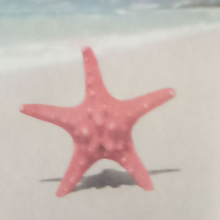 爱吃一品鸽蛋的流星