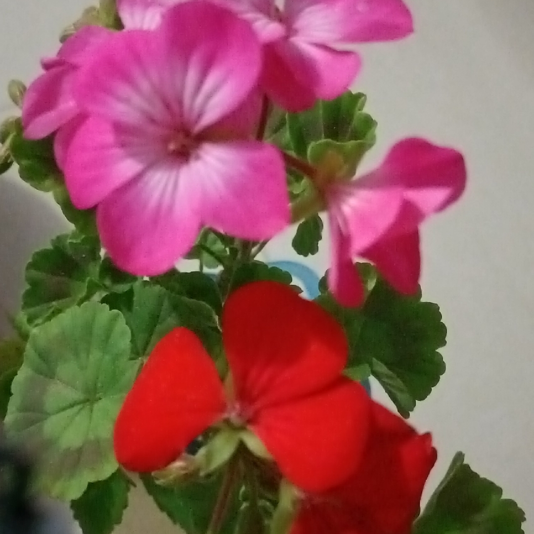 亿鑫花苑的住户