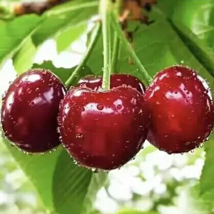 我爱吃樱桃8166354