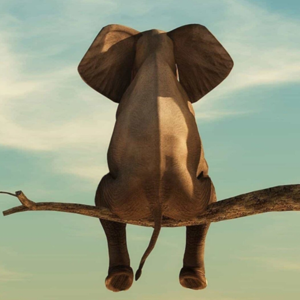 爱吃番茄拌饭的草莓