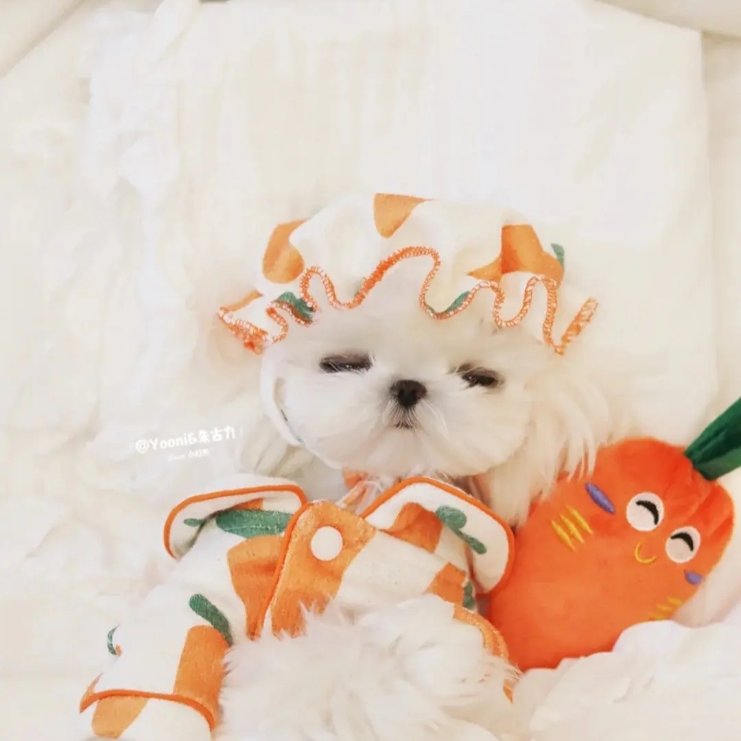 疯狂的储蓄罐兔