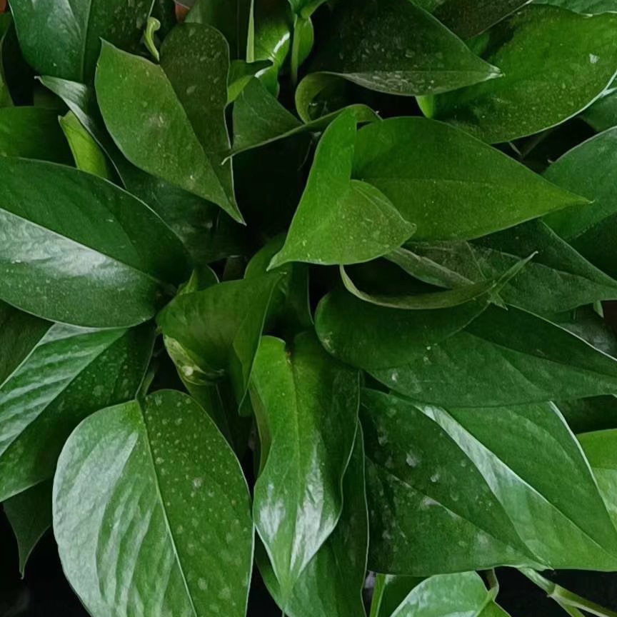 灰粉色的七夕87