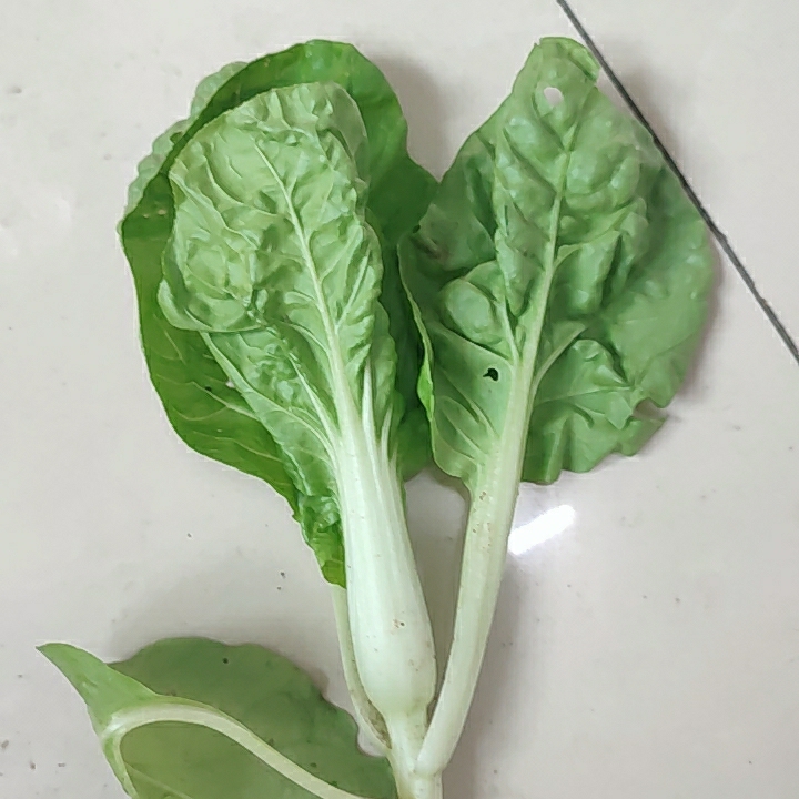 爱生活的小姐姐