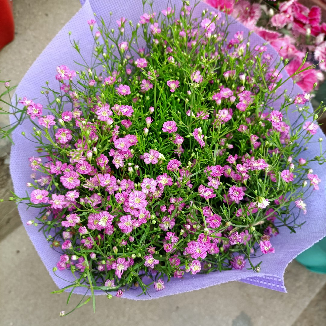 人生若只如初见