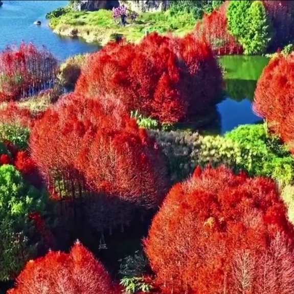 糖果乐趣*罒▽罒*